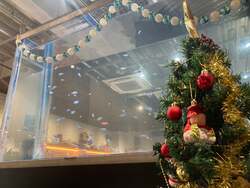 「川越市でアオウミガメの赤ちゃんにえさやり体験！　名付け親になれるネーミング公募も」の写真