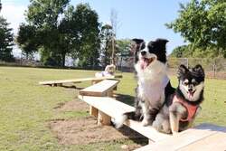 「群馬県太田市に無料ドッグパークがオープン！　家族みんなで愛犬と思いっきり遊べる」の写真
