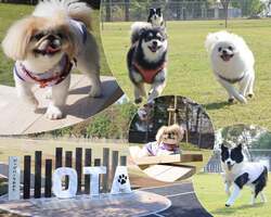 「群馬県太田市に無料ドッグパークがオープン！　家族みんなで愛犬と思いっきり遊べる」の写真