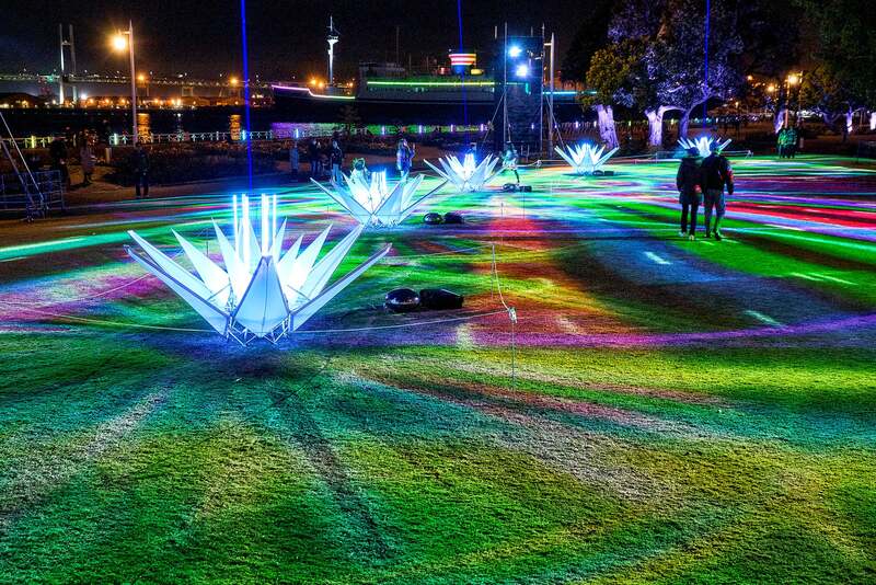 スターフラワー