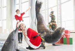 クリスマス アクアワールド 2025（アクアワールド茨城県大洗水族館）