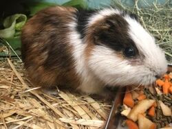 飼育係とおはなしサタデー 〜動物園の台所をのぞいてみよう〜