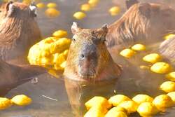 「伊豆シャボテン動物公園の冬の風物詩！　親子で冬至にカピバラのゆず湯を楽しもう」の写真