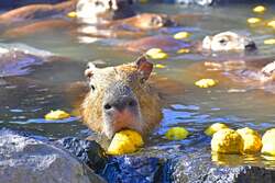 「伊豆シャボテン動物公園の冬の風物詩！　親子で冬至にカピバラのゆず湯を楽しもう」の写真