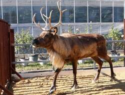 「西日本唯一！　神戸どうぶつ王国で本物のトナカイに会えるクリスマスイベント開催中」の写真