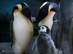 エンペラーペンギン