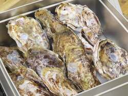 旨味をぎゅっと閉じ込める牡蠣のカンカン焼き。蒸し焼きならではのジューシーな食感と旨味をお楽しみください！