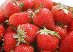 「大阪で倉敷気分を満喫！親子で楽しむいちご試食＆手作り体験　予約不要で楽しめる」の写真