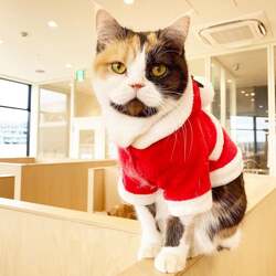 「全国のMOFF店舗でクリスマスイベント開催！ 限定カード配布やラテアート登場」の写真