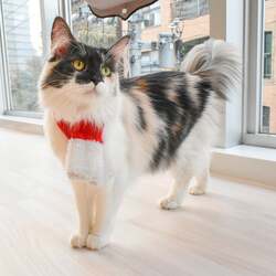 「全国のMOFF店舗でクリスマスイベント開催！ 限定カード配布やラテアート登場」の写真