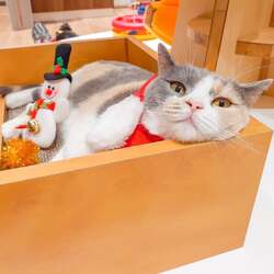 「全国のMOFF店舗でクリスマスイベント開催！ 限定カード配布やラテアート登場」の写真