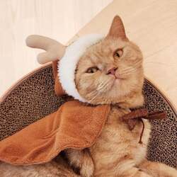 「全国のMOFF店舗でクリスマスイベント開催！ 限定カード配布やラテアート登場」の写真