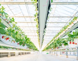 「横浜・戸塚区で人気「天空のいちご狩り」新シーズンが開幕　親子におすすめ！」の写真