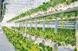 「横浜・戸塚区で人気「天空のいちご狩り」新シーズンが開幕　親子におすすめ！」の写真