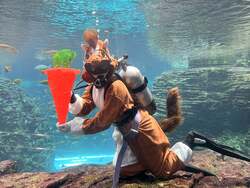 「上越市立水族博物館うみがたりでお正月イベント！　干支水槽＆おみくじ＆お得な福袋も」の写真