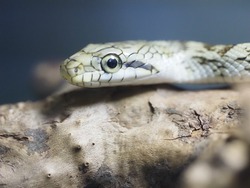 「上越市立水族博物館うみがたりでお正月イベント！　干支水槽＆おみくじ＆お得な福袋も」の写真