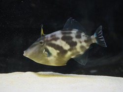 「上越市立水族博物館うみがたりでお正月イベント！　干支水槽＆おみくじ＆お得な福袋も」の写真