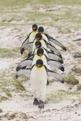 「50匹以上のペンギンに囲まれる体験も！渋谷で親子で楽しめる「ペンギンだらけ展」開催」の写真