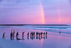 「50匹以上のペンギンに囲まれる体験も！渋谷で親子で楽しめる「ペンギンだらけ展」開催」の写真