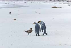 「50匹以上のペンギンに囲まれる体験も！渋谷で親子で楽しめる「ペンギンだらけ展」開催」の写真