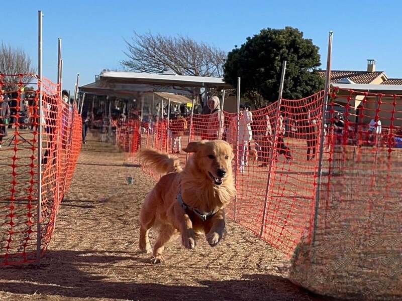 ソレイケ！50ｍタイムアタック