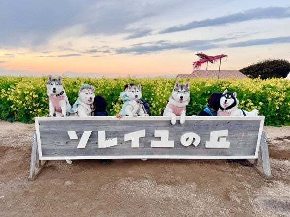 ソレイヌ！わんわんオフ会
