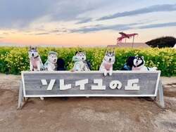 ソレイヌ！わんわんオフ会