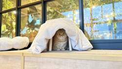 「川崎の水族館で縁起の良いカメと干支のポニーに会える！親子で楽しむ新年イベント開催」の写真