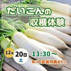 だいこんの収穫体験