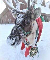トナカイホワイトフェスタ2025（幌延町）