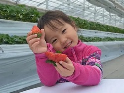 「【2026】「あまりん」が食べられるいちご狩り7選　埼玉限定の希少品種！」の写真