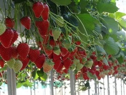 「【2026】「あまりん」が食べられるいちご狩り7選　埼玉限定の希少品種！」の写真