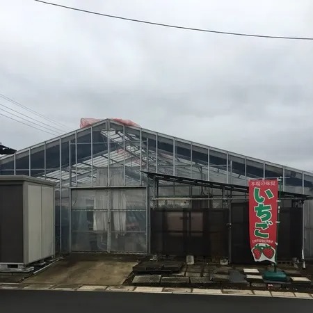 【2026】「あまりん」が食べられるいちご狩り7選　埼玉限定の希少品種！の18枚目の写真