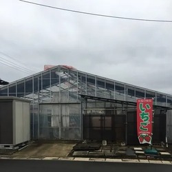 「【2026】「あまりん」が食べられるいちご狩り7選　埼玉限定の希少品種！」の写真