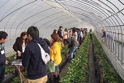 「2026【栃木】白いちご「ミルキーベリー」が食べられるいちご狩り3選」の写真