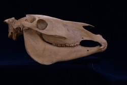 「【関西】年末年始もおすすめ♪2026年1月の親子向けおでかけ先＆イベントまとめ」の写真