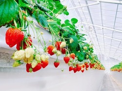 「【2026】「あまりん」が食べられるいちご狩り7選　埼玉限定の希少品種！」の写真
