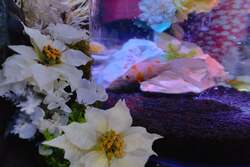 「お台場で冬の銀河体験！　白と青の光に包まれる水族館イルミネーション」の写真