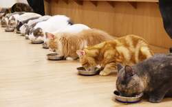 Cat Cafe MOFF CUTE CUBE 原宿店