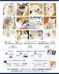 第４回MOFFネコ総選挙ポスター