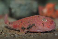 ミドリフサアンコウ　生体展示