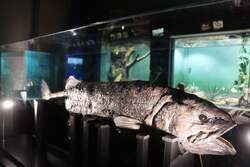 「池袋で深海生物イベント！10回目記念で過去の目玉が大集合　触れて食べて楽しめる！」の写真