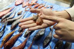 「池袋で深海生物イベント！10回目記念で過去の目玉が大集合　触れて食べて楽しめる！」の写真