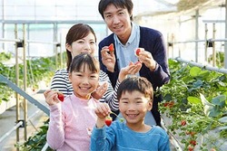 「【2026】千葉県の「予約なし」で楽しめるいちご狩り13選　おすすめ厳選！」の写真