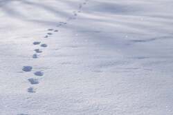 「札幌・滝野すずらん丘陵公園で冬期営業スタート　チューブそりなどの雪遊びが楽しめる」の写真