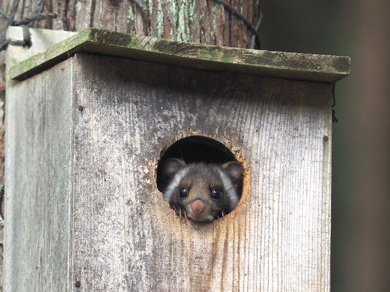 喜多川キャンピングベースに遊びに来るムササビ