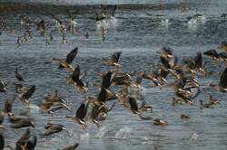 マガン飛び立ち