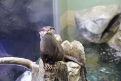 「都心で雪と氷の幻想世界！水族館・マクセル アクアパーク品川に冬限定の神秘空間登場」の写真