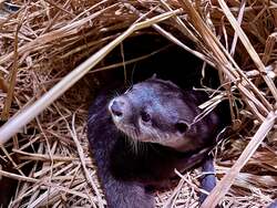 「都心で雪と氷の幻想世界！水族館・マクセル アクアパーク品川に冬限定の神秘空間登場」の写真