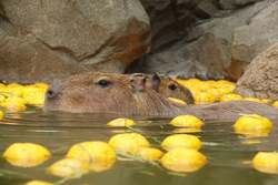 「岐阜県各務原市の冬イベント！　1600本のキャンドルナイトで幻想的な光の世界を体験」の写真